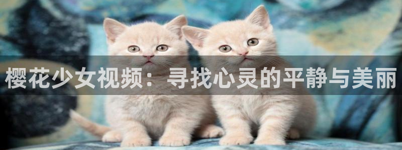 星空传媒免费视频观看