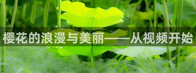 樱花视频在线观看全集免费高清视频