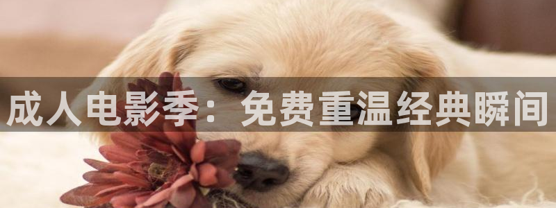 星空天美免费观看高清